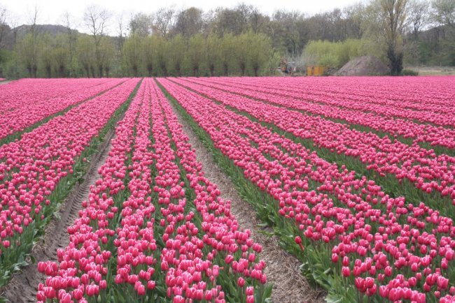 Bloemen in Nederland