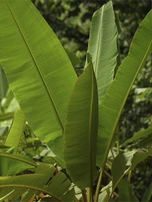 banaanplant