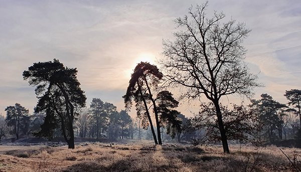 Treekerduinen 2