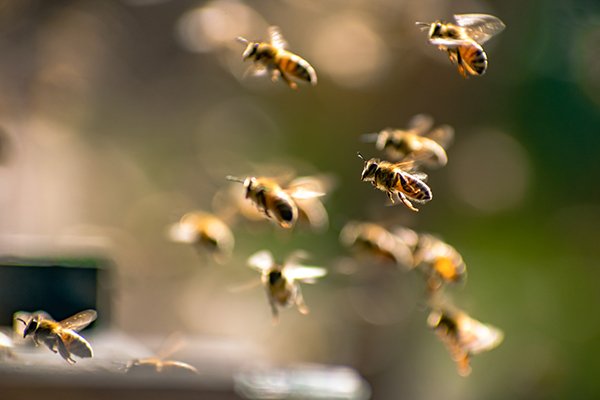bijen tellen