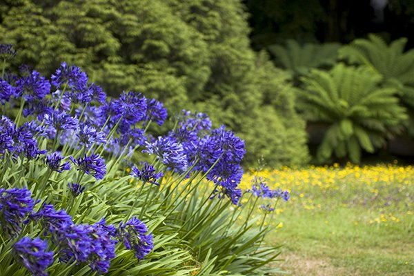 Agapanthus