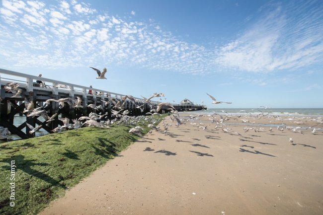 Oosterstaketsel Blankenberge