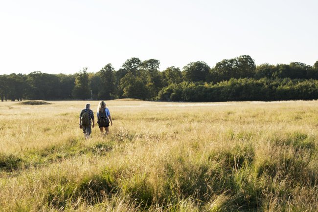 Wandelen in het bos