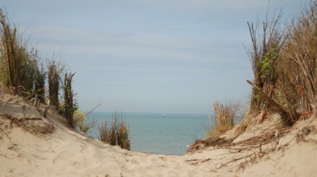 Duinen bij Zandvoort