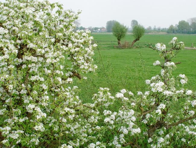 Linge bomen