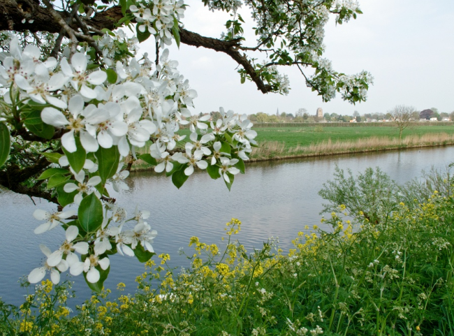 Linge bloesems