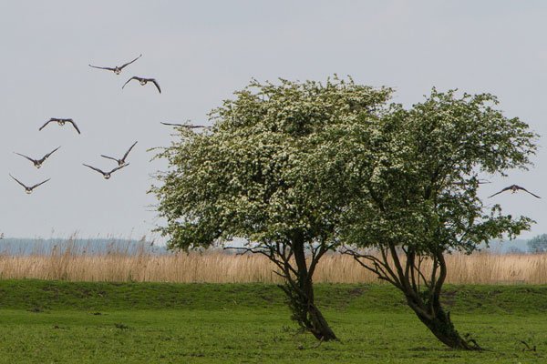 Vogels in Oostvaardersplassen - Risastla