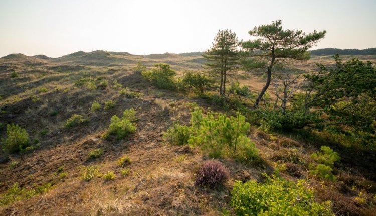 Schoorlse Duinen