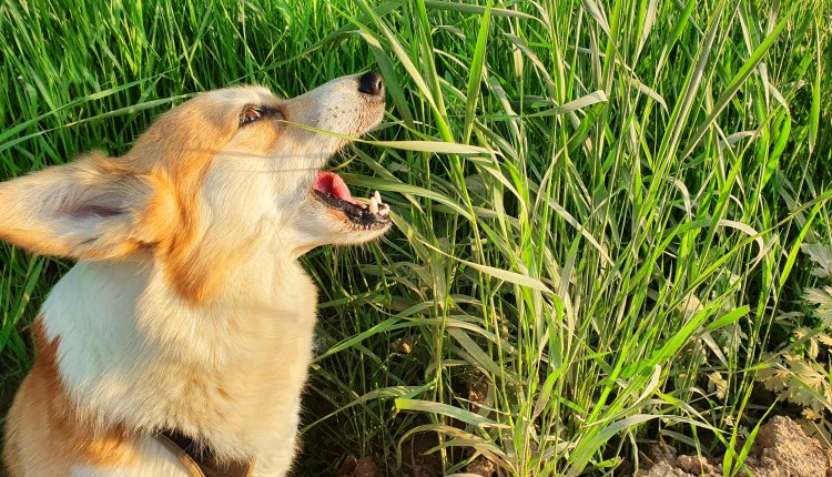 Hond eet grasaren