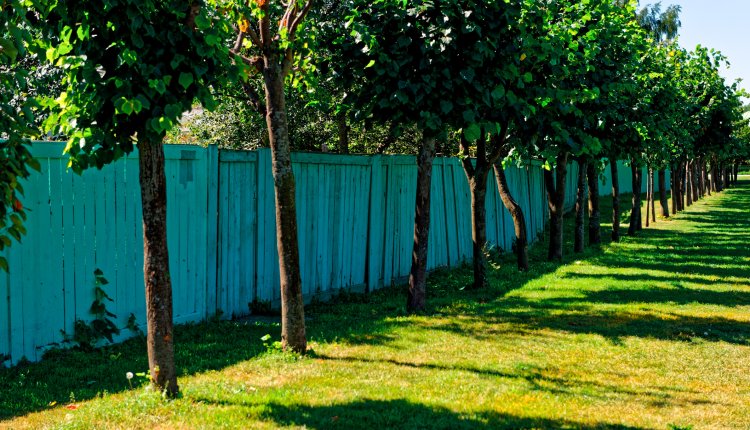 Bomen bij de erfgrens