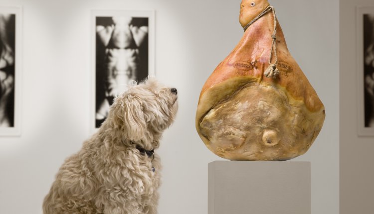 Hond in het museum