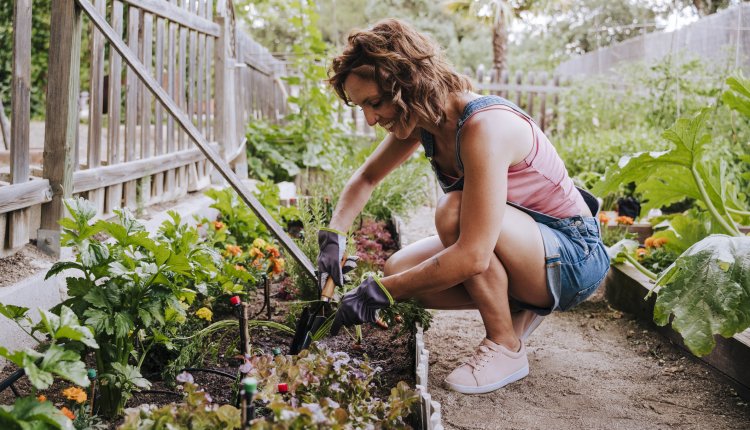 Vrouw is bezig met moestuin