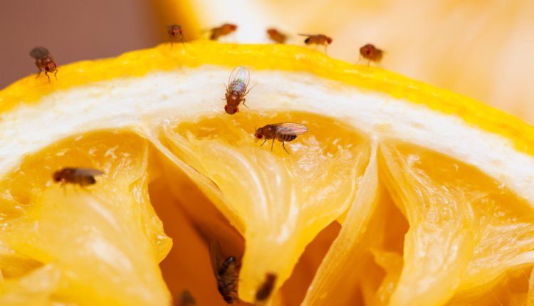 Fruitvliegjes op een sinaasappel