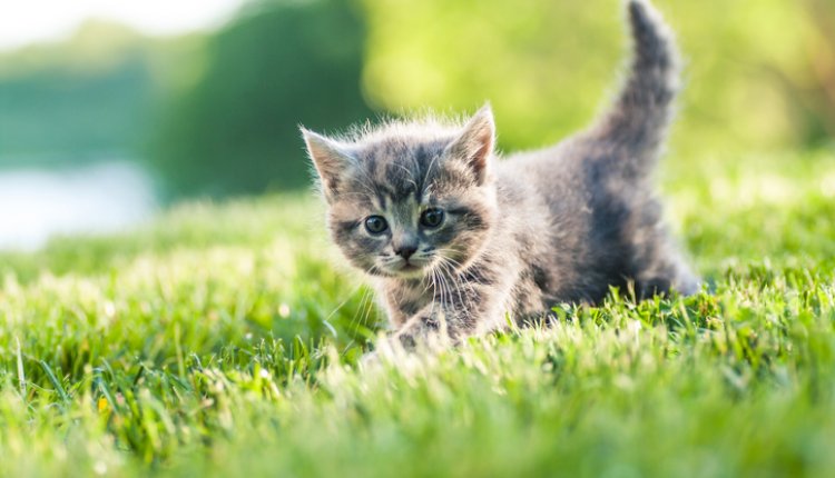 Kitten