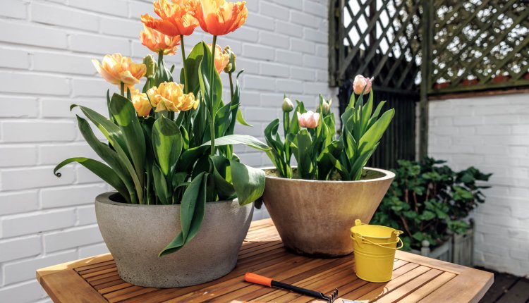 Tulpen in een pot