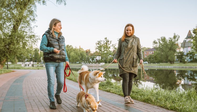 Twee vrouwen ontmoeten elkaar op straat tijdens het honden uitlaten