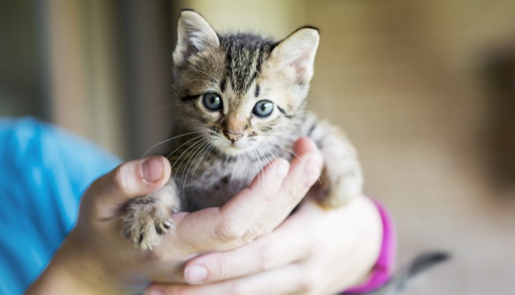 Kitten in de hand van een vrouw