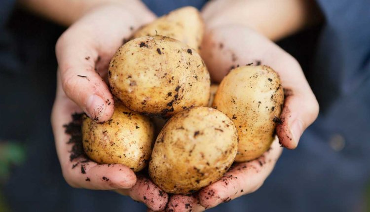 hand met aardappelen