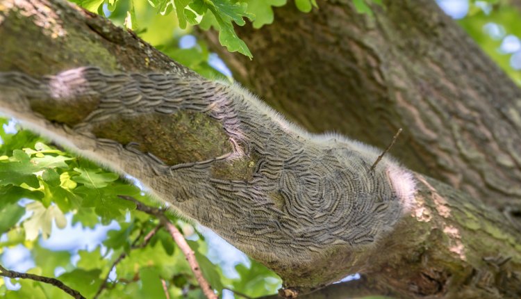 Eikenprocessierups op een tak van een eik