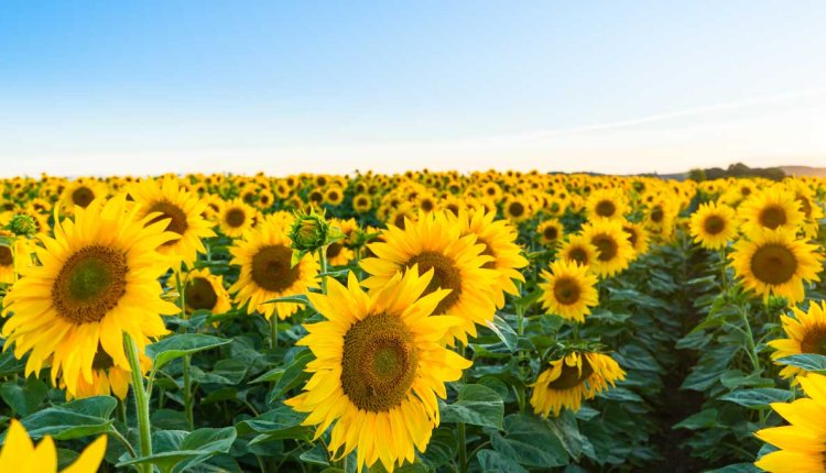 Veld vol zonnebloemen
