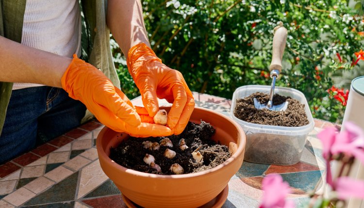 Bollen poten in een pot