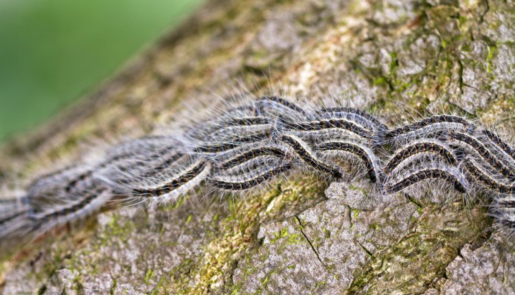 Eikenprocessierupsen op een boom