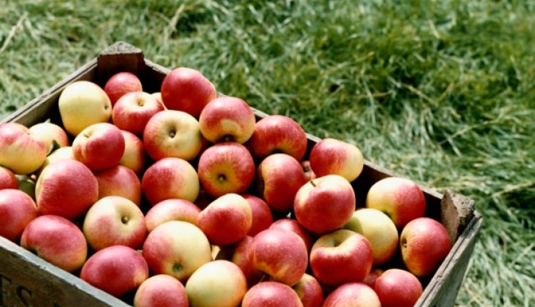 Appelen