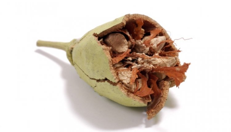 Baobab
