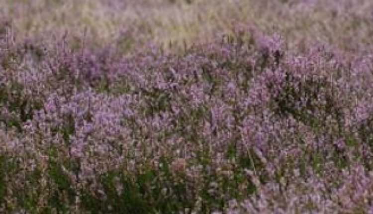 Veluwe2