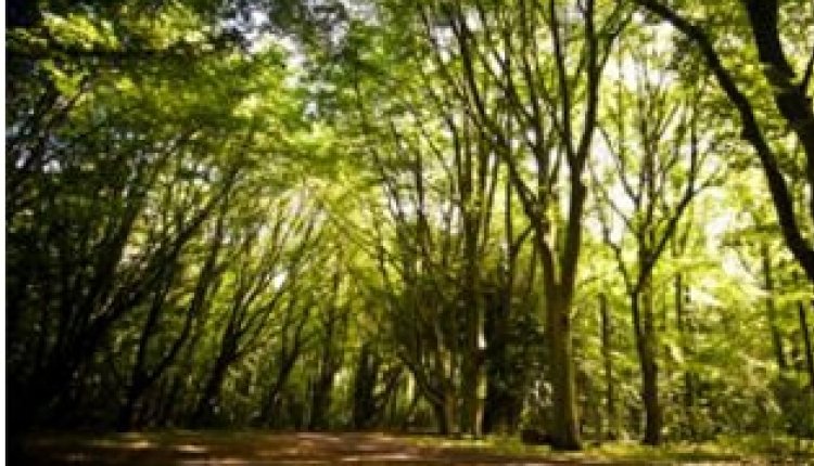 Veluwe3