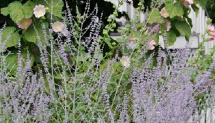 De engelse tuin