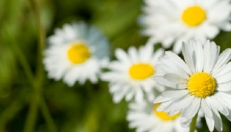 Tuinierenjuni