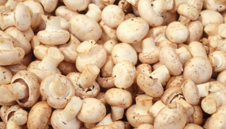 Andijviemetchampignons
