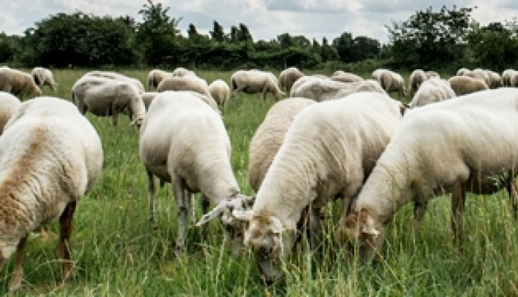 Schaap2110