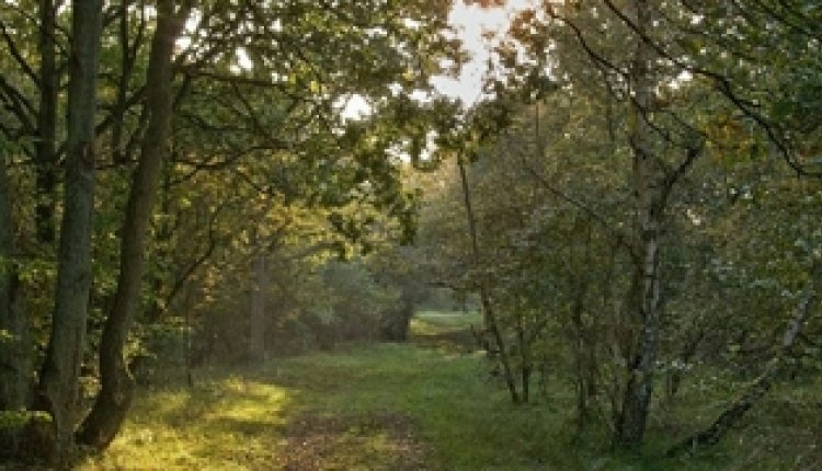 Wandelingnovember13
