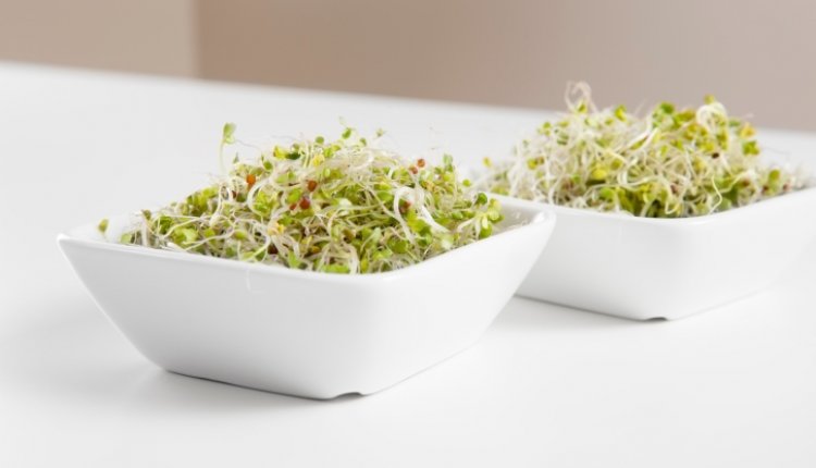 Broccolikiemen