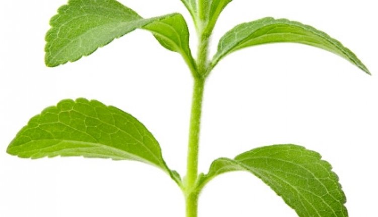 Stevia