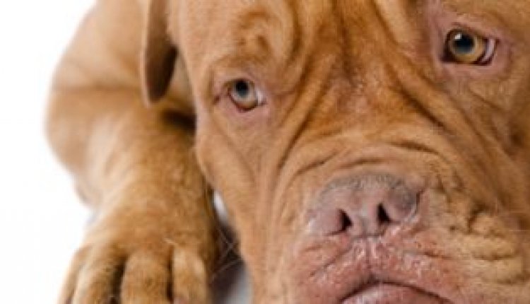 3471185-Echtscheiding-wie-krijgt-de-hond