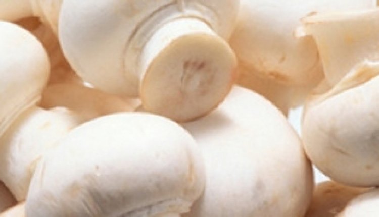 Champignon