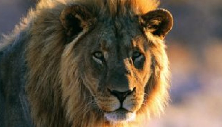 Zuid-Afrika wilde dieren Zuid-Afrika wilde dieren