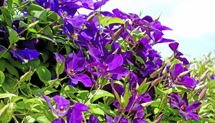 Clematis