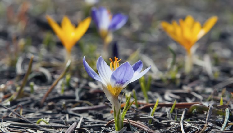 tuinkalender maart