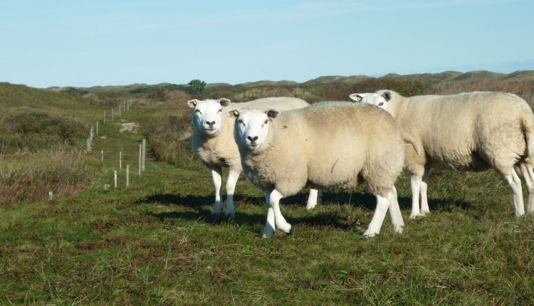 texelse schapen texelse schapen