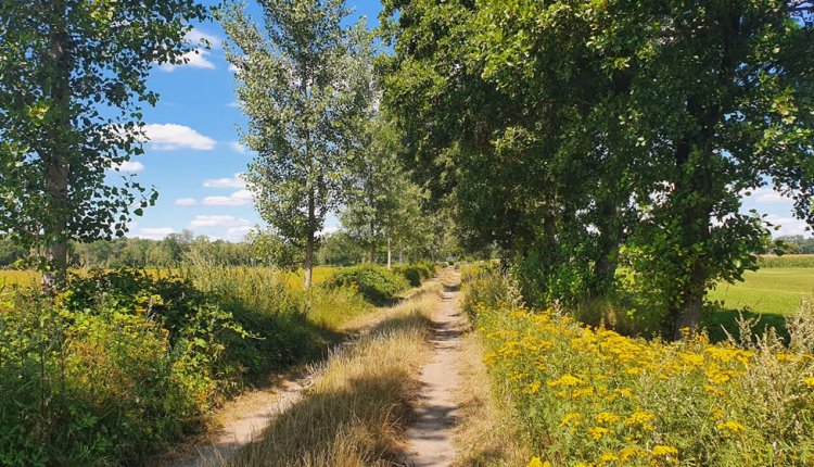 Wandelroute bij de Mortel