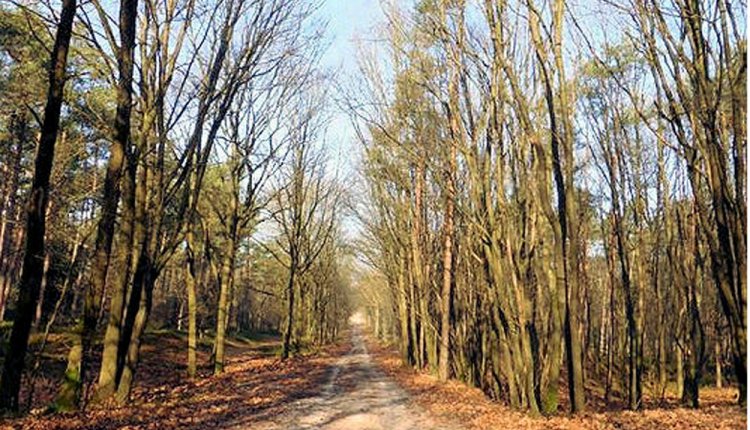 wandelen wandelen
