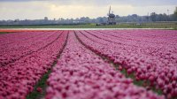 Tulpenvelden in Noord-Holland
