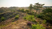 Schoorlse Duinen