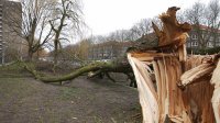 Stormschade omgevallen boom