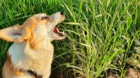 Hond eet grasaren