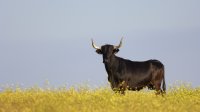 Stier